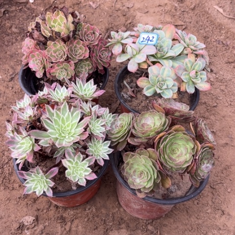 242多肉植物组合，