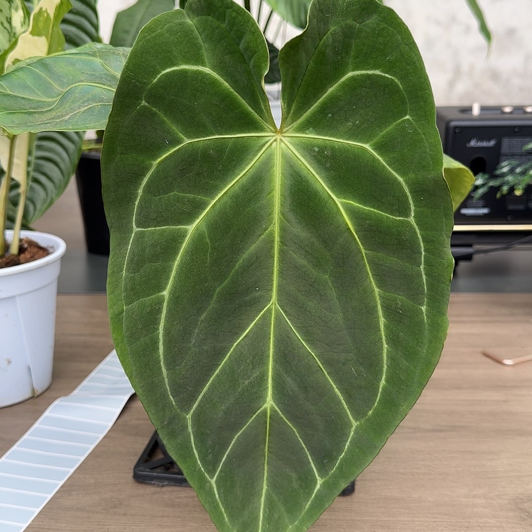 无花朵贝斯杂花烛