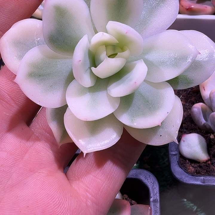 韩酥锦多肉锦植物