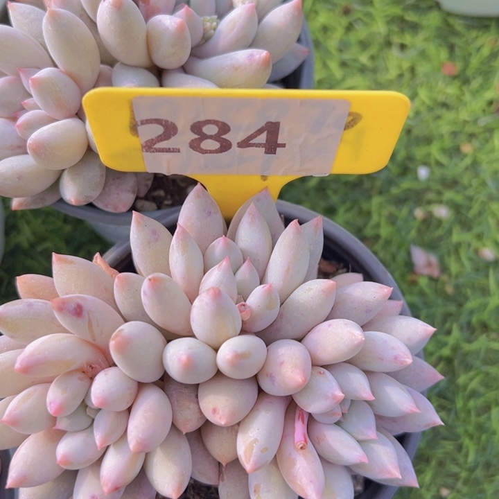 快***草健健康康平平安安