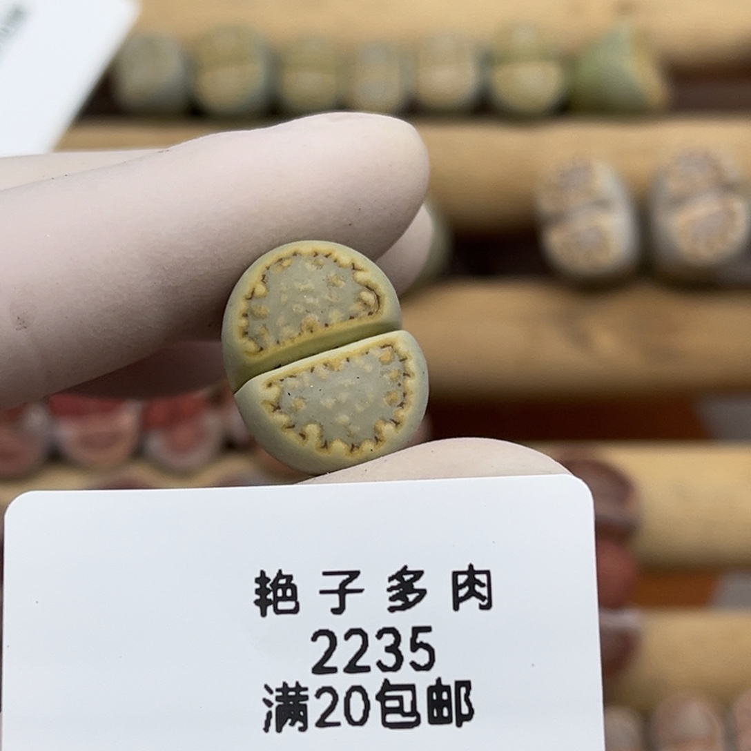 好***欢2235号一棵黄绿饼干