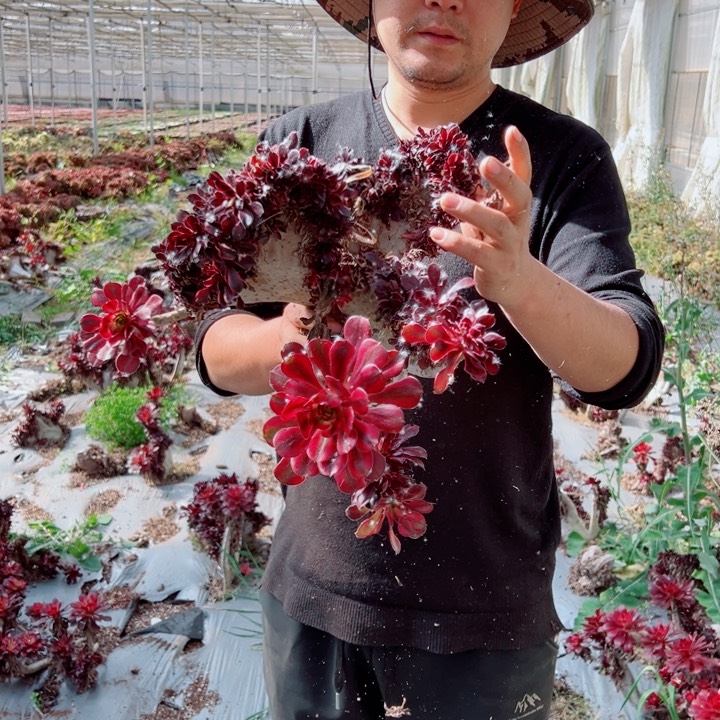 丽娜醉话54号多肉法师