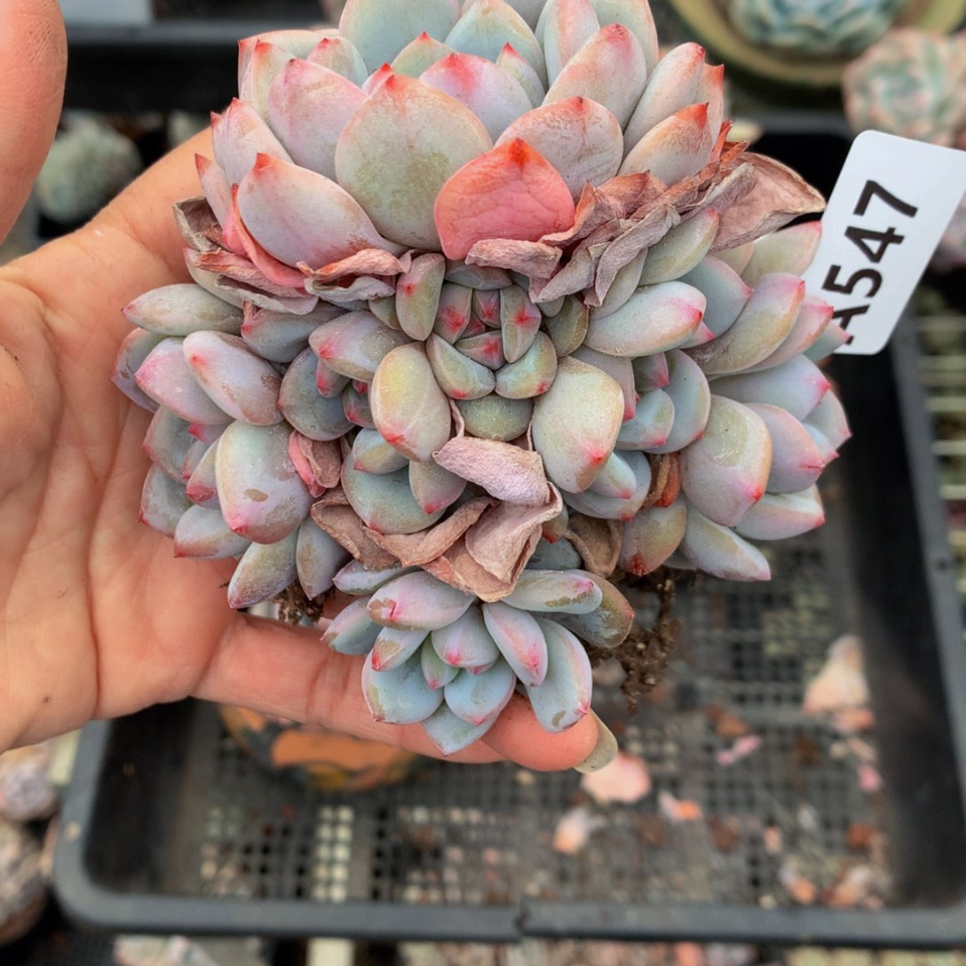 547星星橙嗯嗯嗯哦好