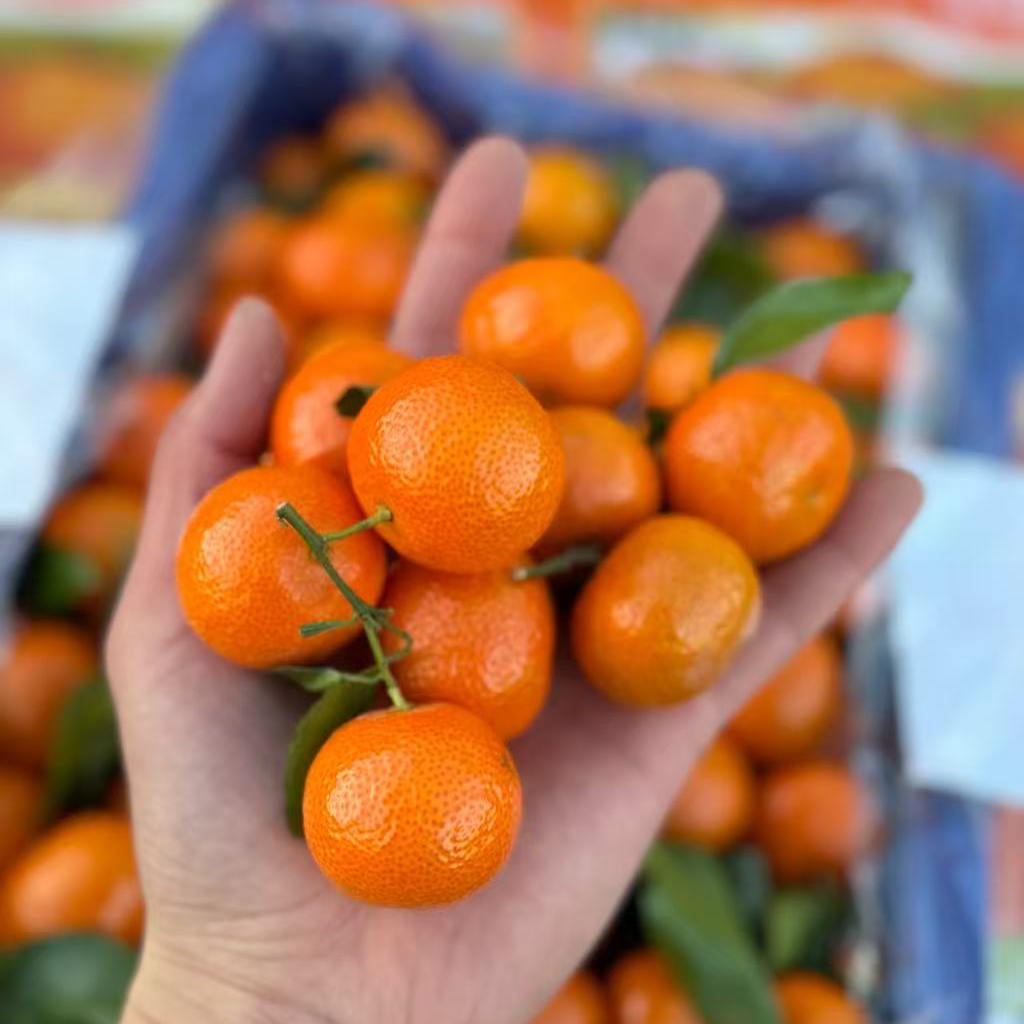 大筐广西砂糖橘8斤毛重，纯甜口 肉质细嫩