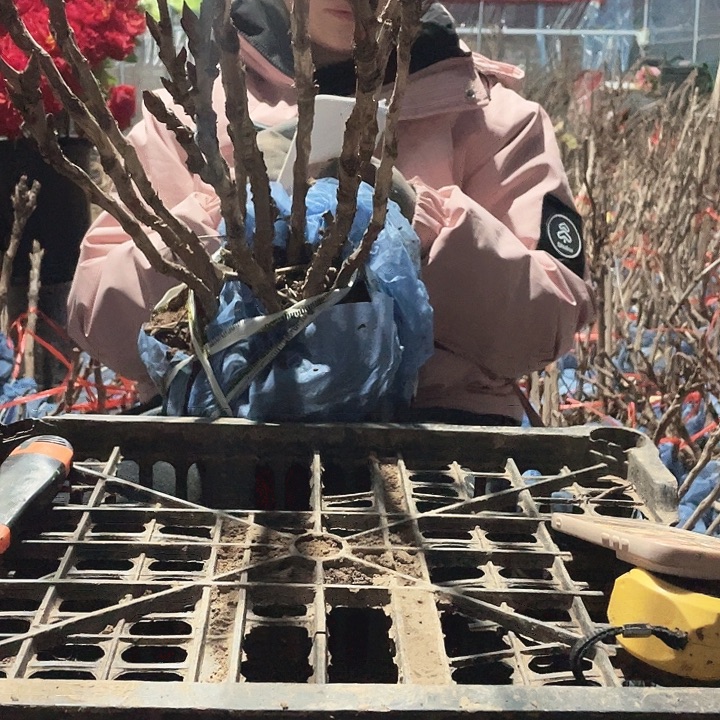 完全开放牡丹花开