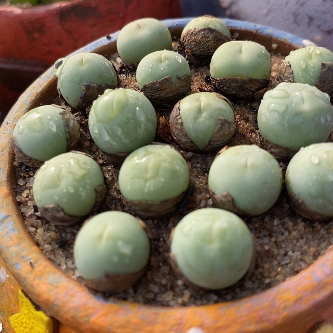 1厘米左右鸽子蛋1颗。   