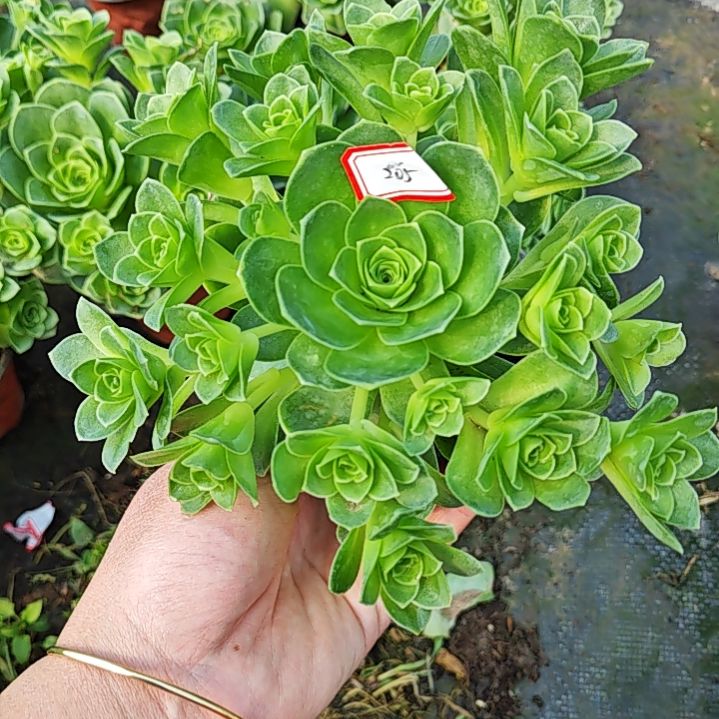 山地玫瑰多肉 205