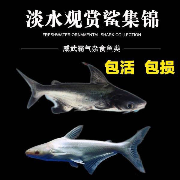 蓝鲨虎头鲨白化鲨淡水热带观赏鱼大型鱼龙鱼配鱼好养活