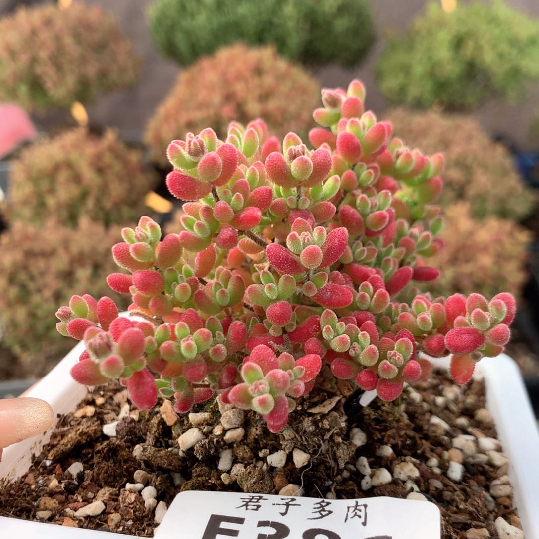 386红宝石。        