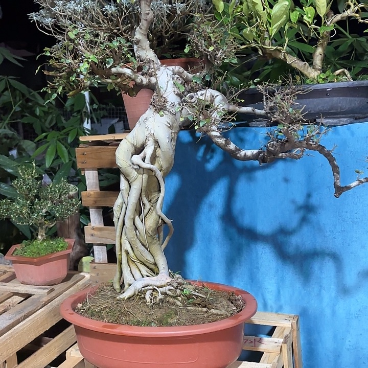 5***8无花朵哈哈哈哈哈哈