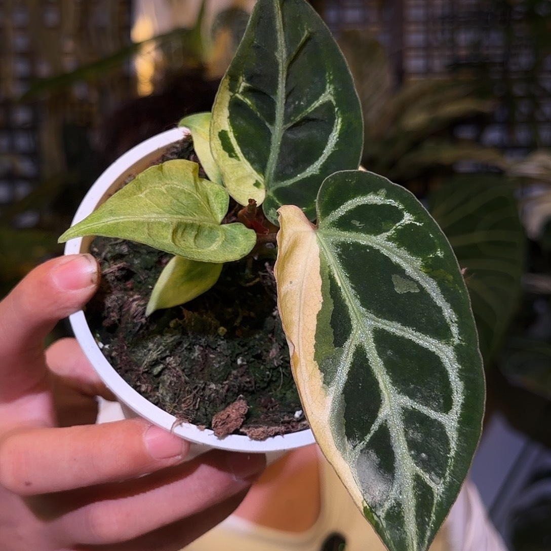 完全开放F271奶油锦