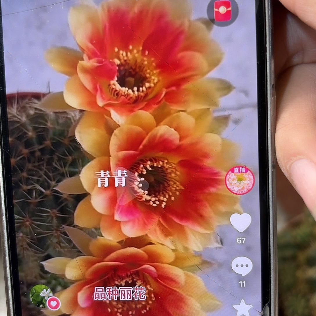 丽花番茄连崽9公分有瑕