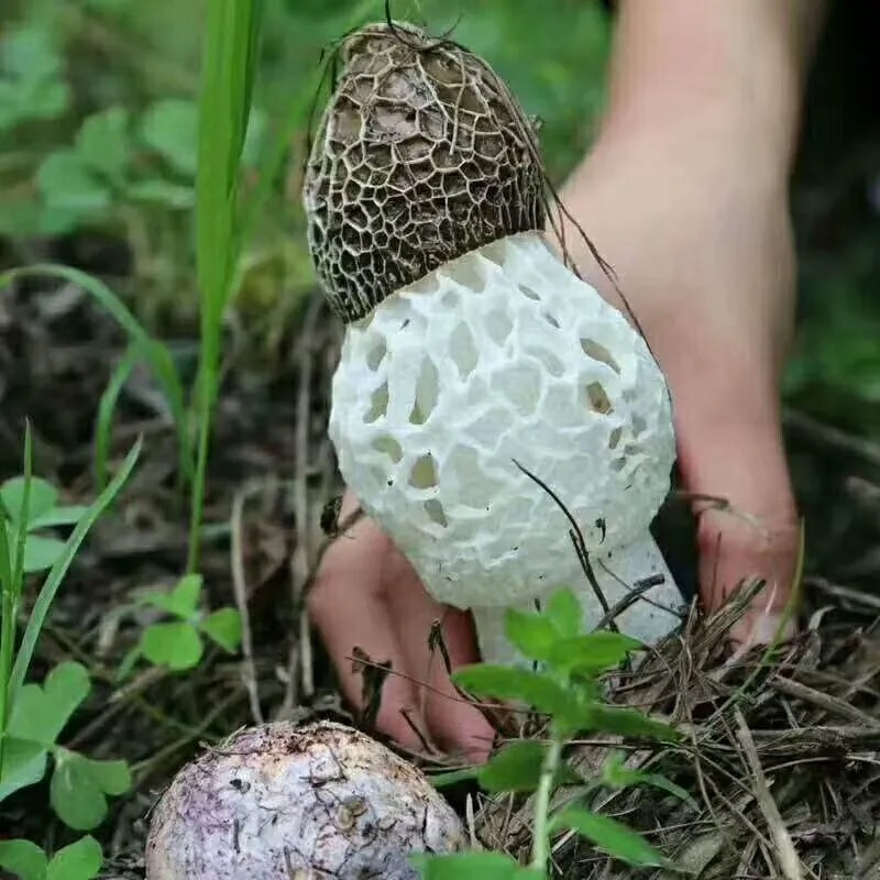 露思同款推荐纯净重新鲜长裙竹荪菌菇煲汤火锅食材营养丰富