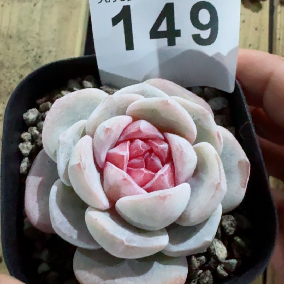 天使宝贝         精品多肉