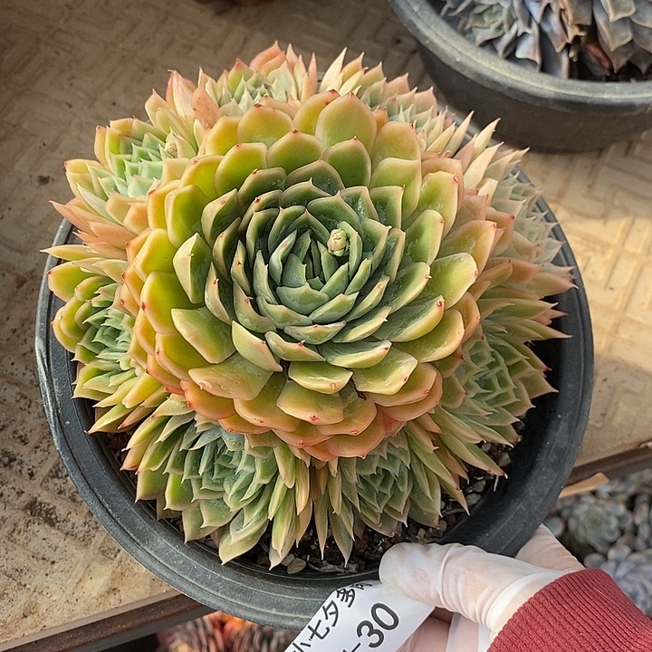 小七夕多肉不知名30