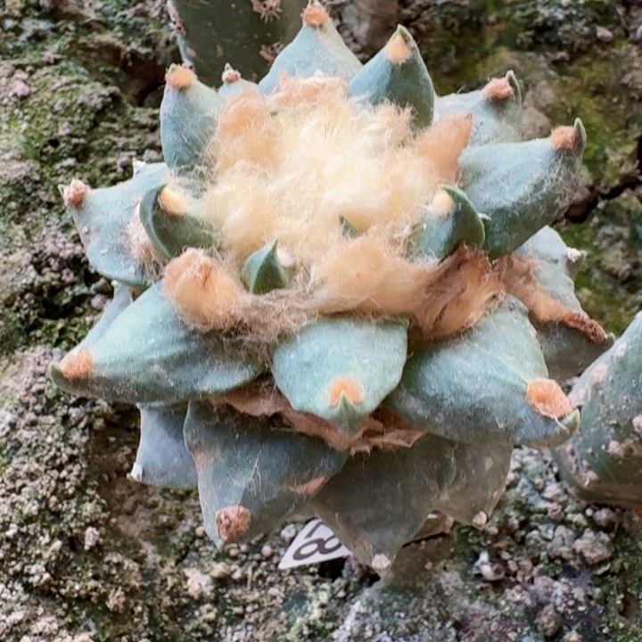 828大龙尾牡丹仙人球