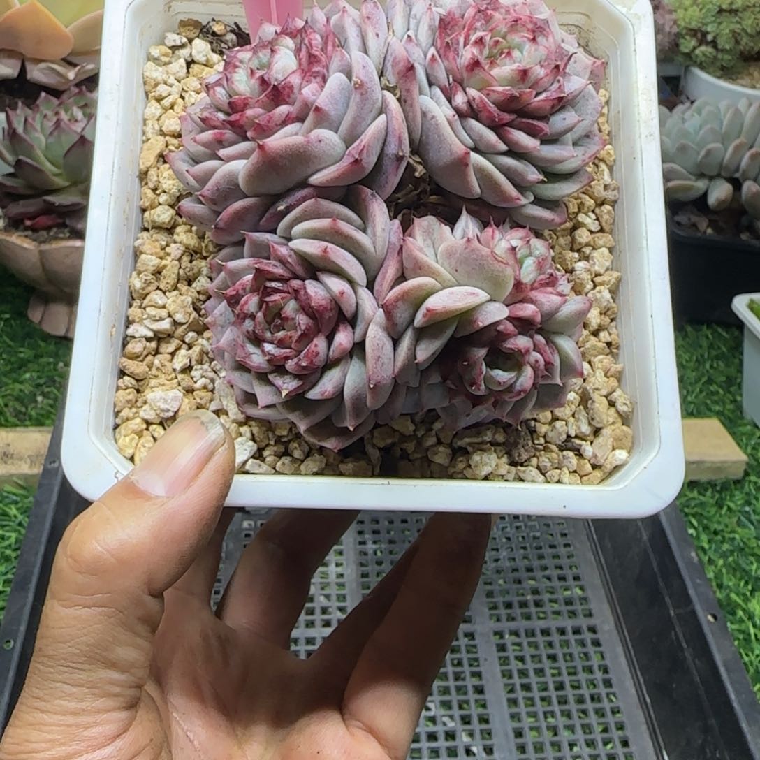 锦安精品多肉植物290