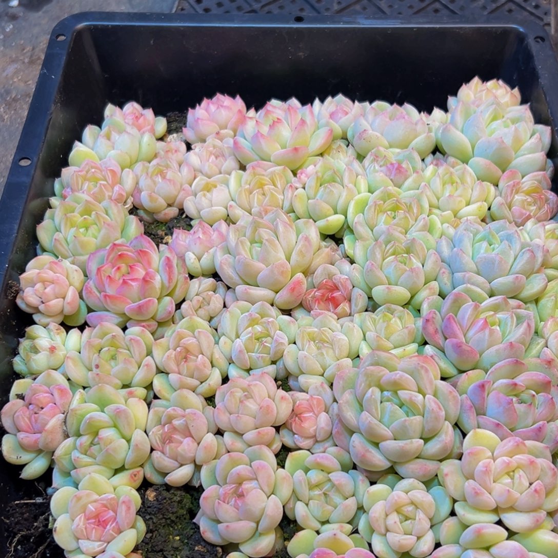 260多肉葡萄的味道真的是