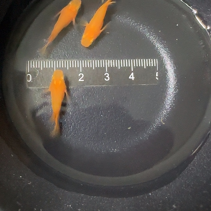 青鳉鱼观背青鱂17