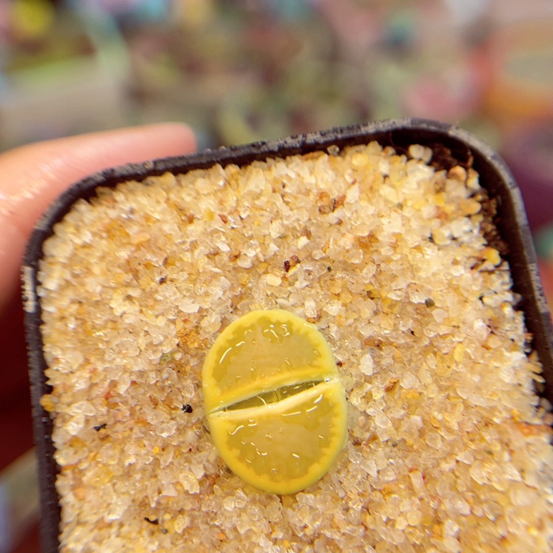 259。888888888888888888888