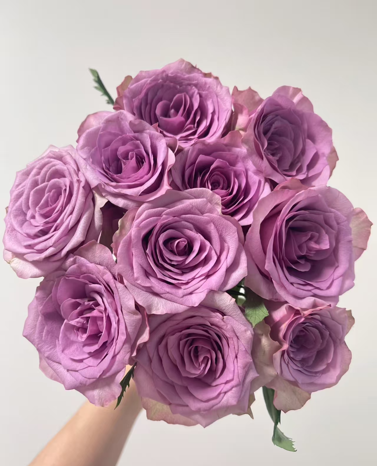 【紫霞仙子玫瑰10枝】2单升级顺丰冷链/德邦空运