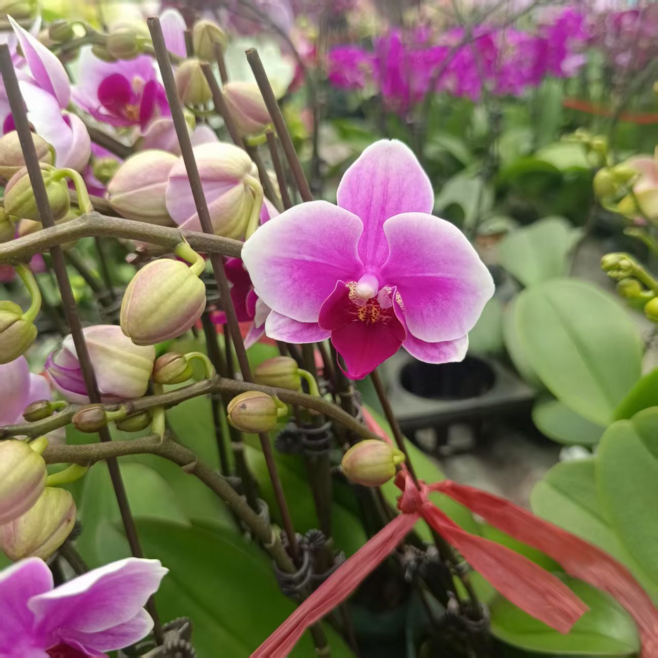 【绝代双骄】梦语花卉蝴蝶兰 双剑 带花带花苞或大花苞发货