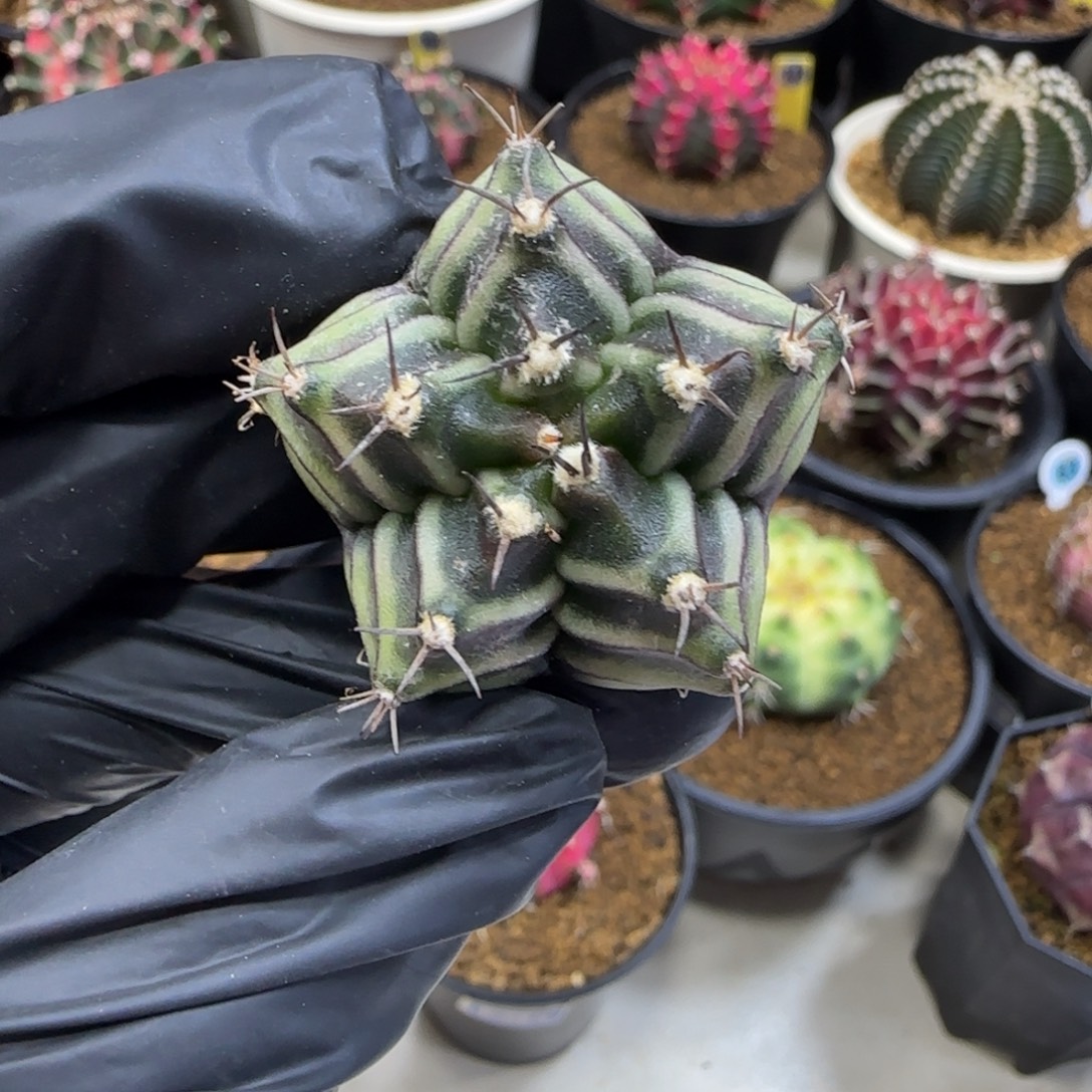 泰系米哈实生五棱