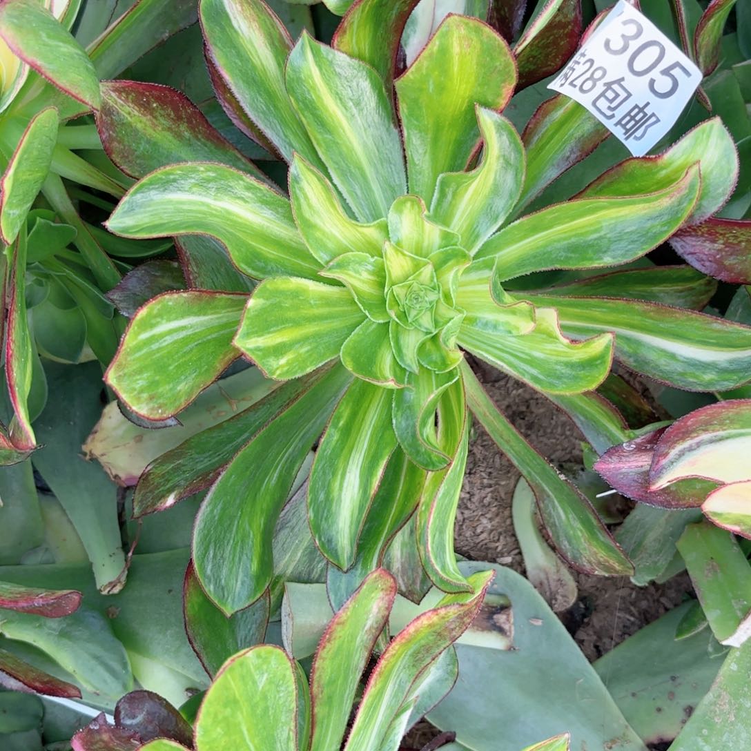 E. 7305魅影斑点彩多肉