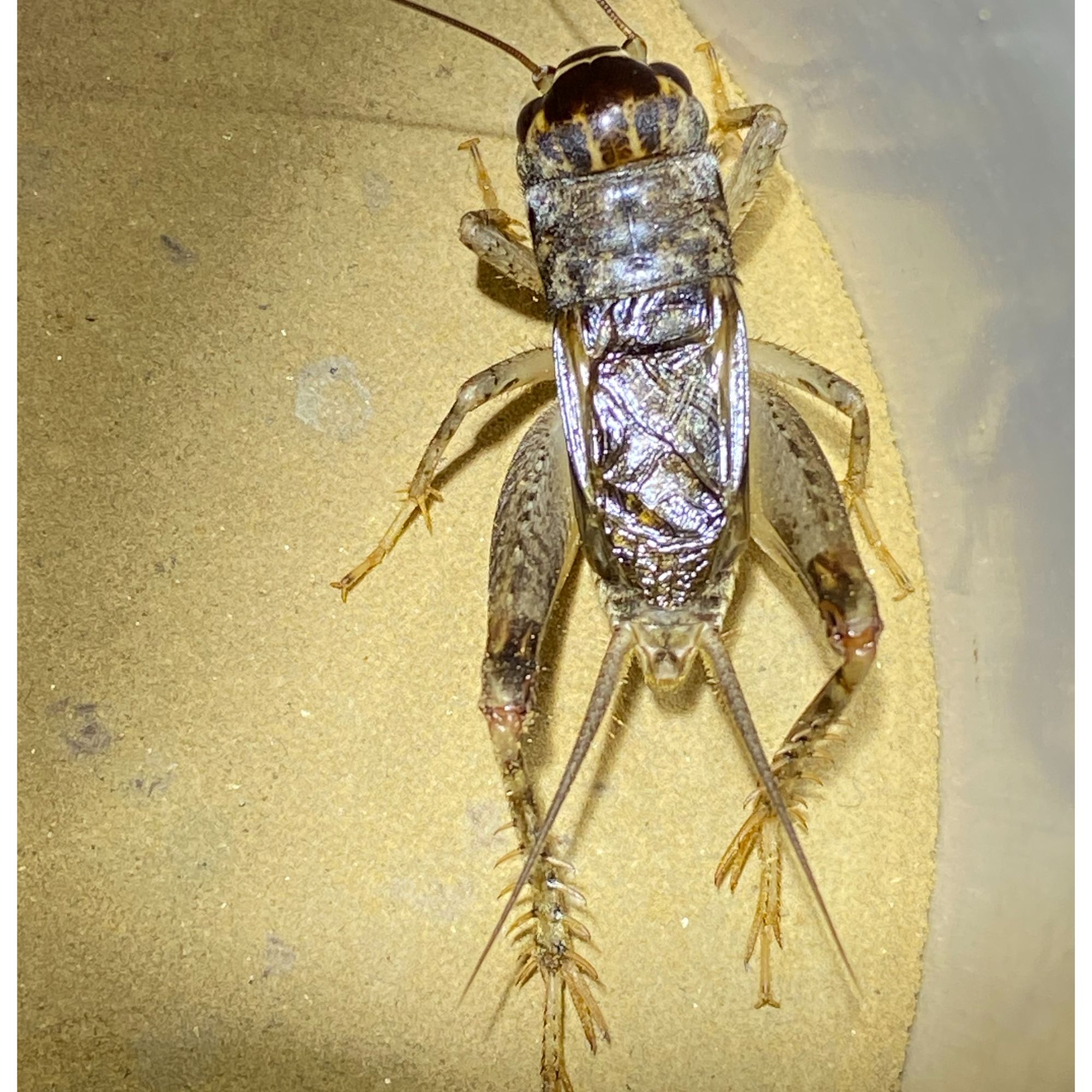精品仿秋蟋蟀白虫蛐蛐蟋蟀活体野放缸白宠物鸣虫大牙会斗血统纯正