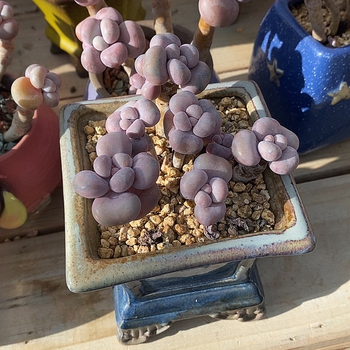 胭脂精品多肉桃蛋001