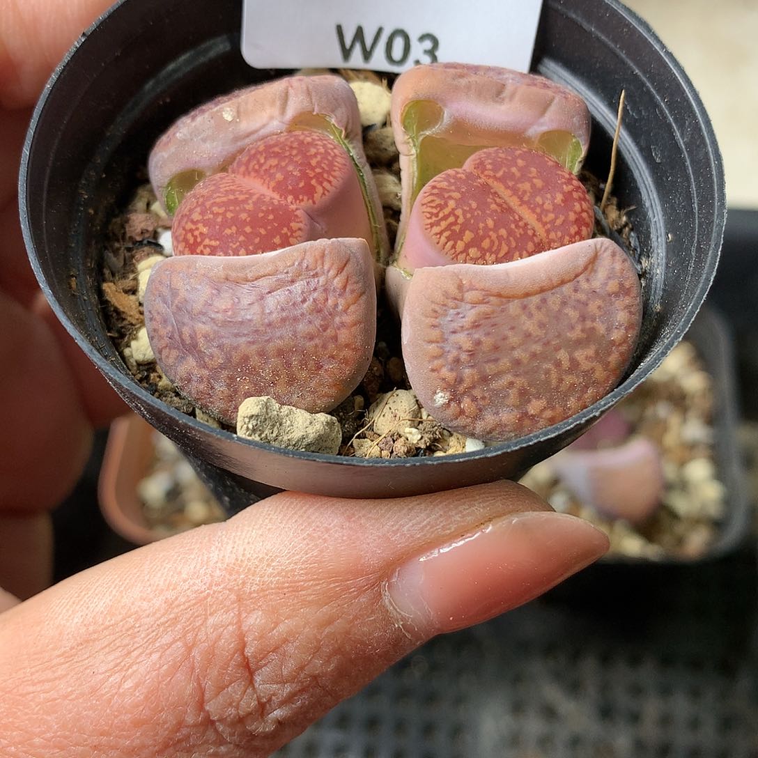 W03多肉植物保护研究所