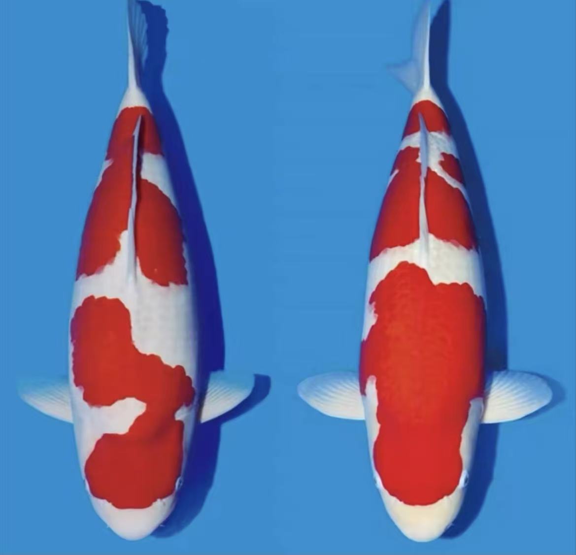 包邮！精品大正红白昭和鱼苗当岁鱼（直播链接请勿乱拍