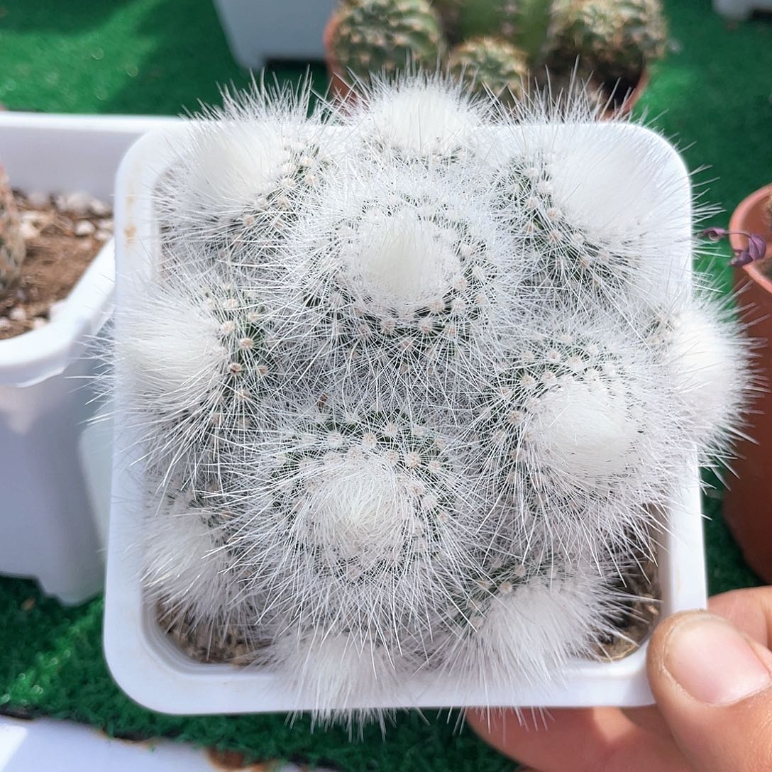 白小丁仙人球带盆发货