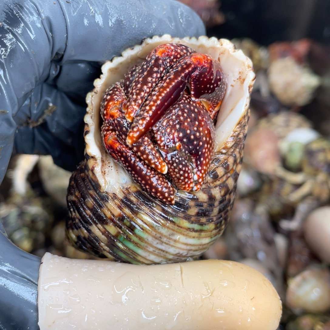 不退不换活体宠物113