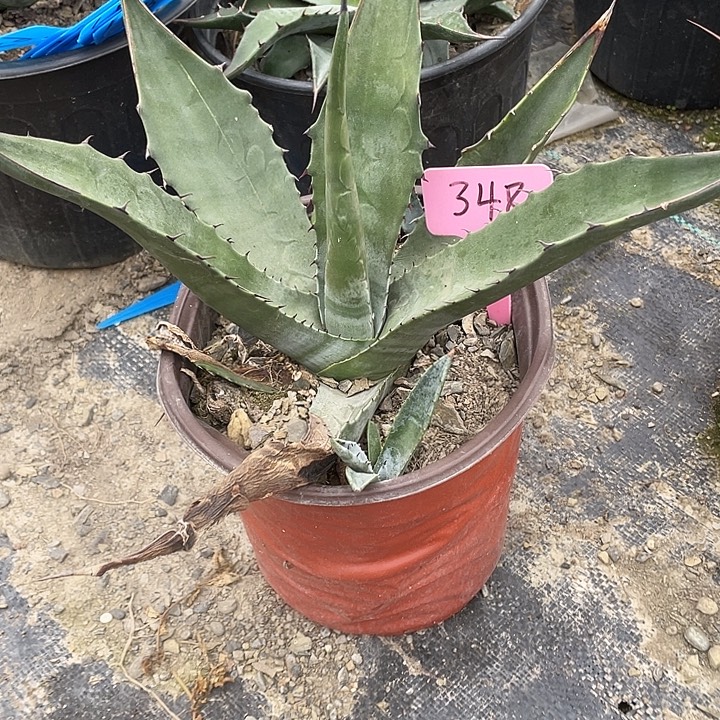 无花朵糙叶龙25799