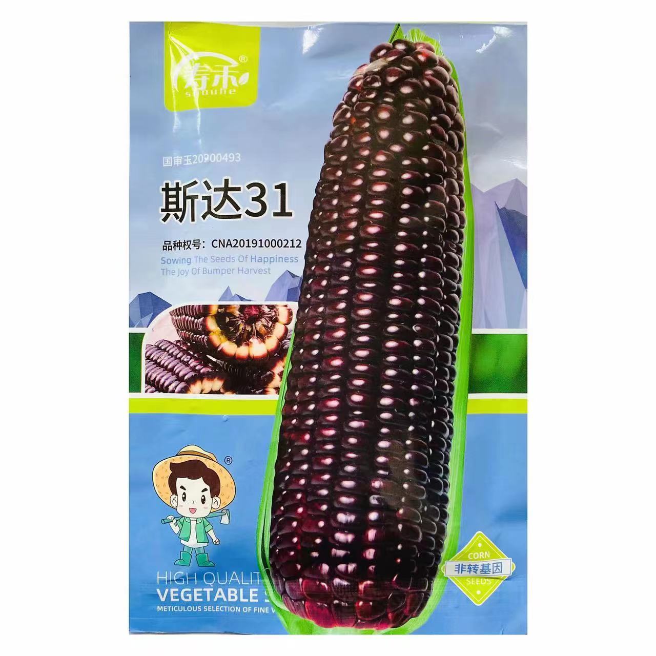 【斯达31】黑甜糯玉米种子非转基因早熟大穂抗病高产大田庭院种农业
