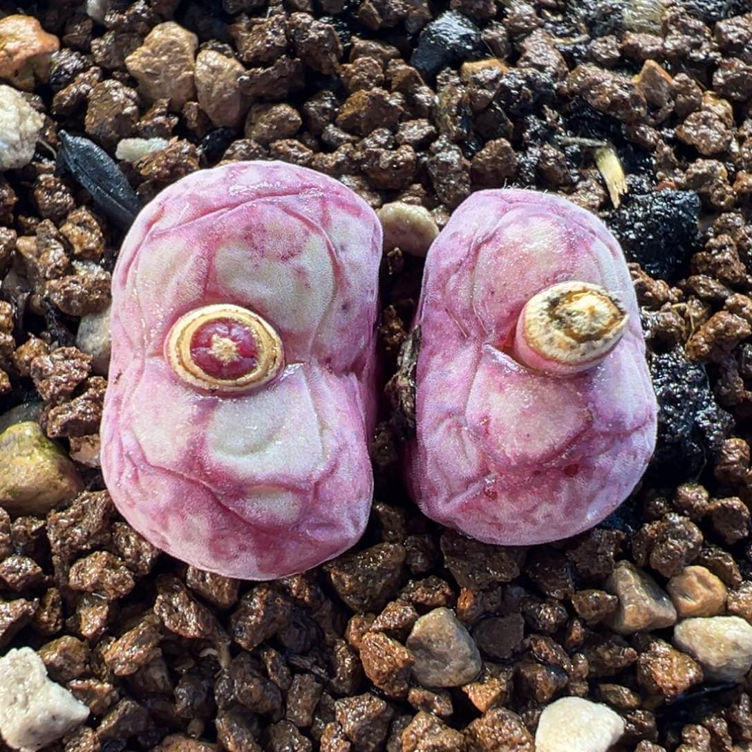 八重亘基多肉植物盆栽植物