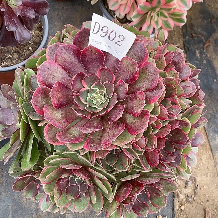 902夜宴多肉植物法师