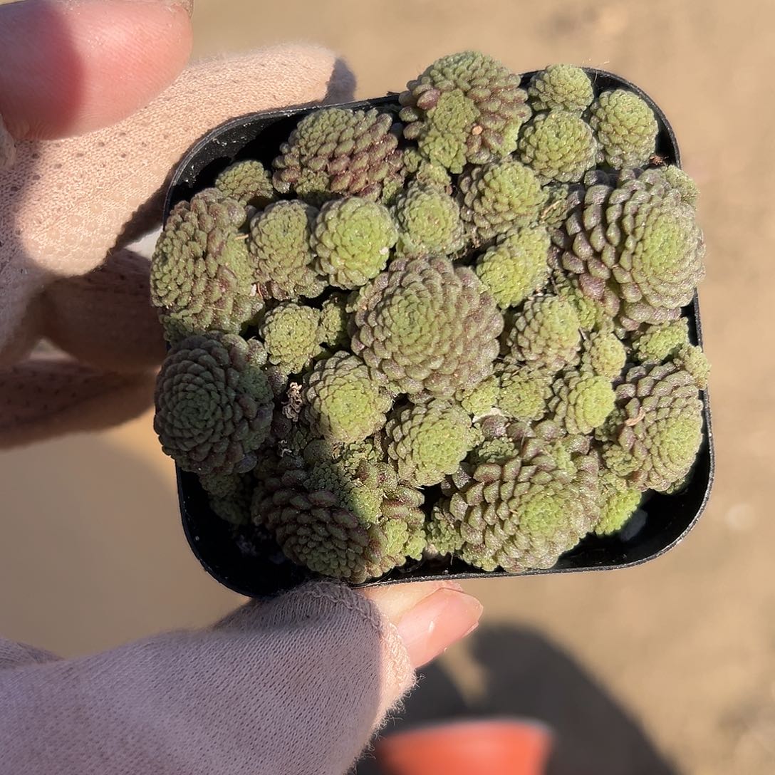 瑞典魔男多肉植物