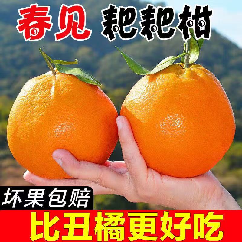 四川耙耙柑当季现摘水果整箱批发当应季多汁橙子桔子蜜橘柑橘包邮