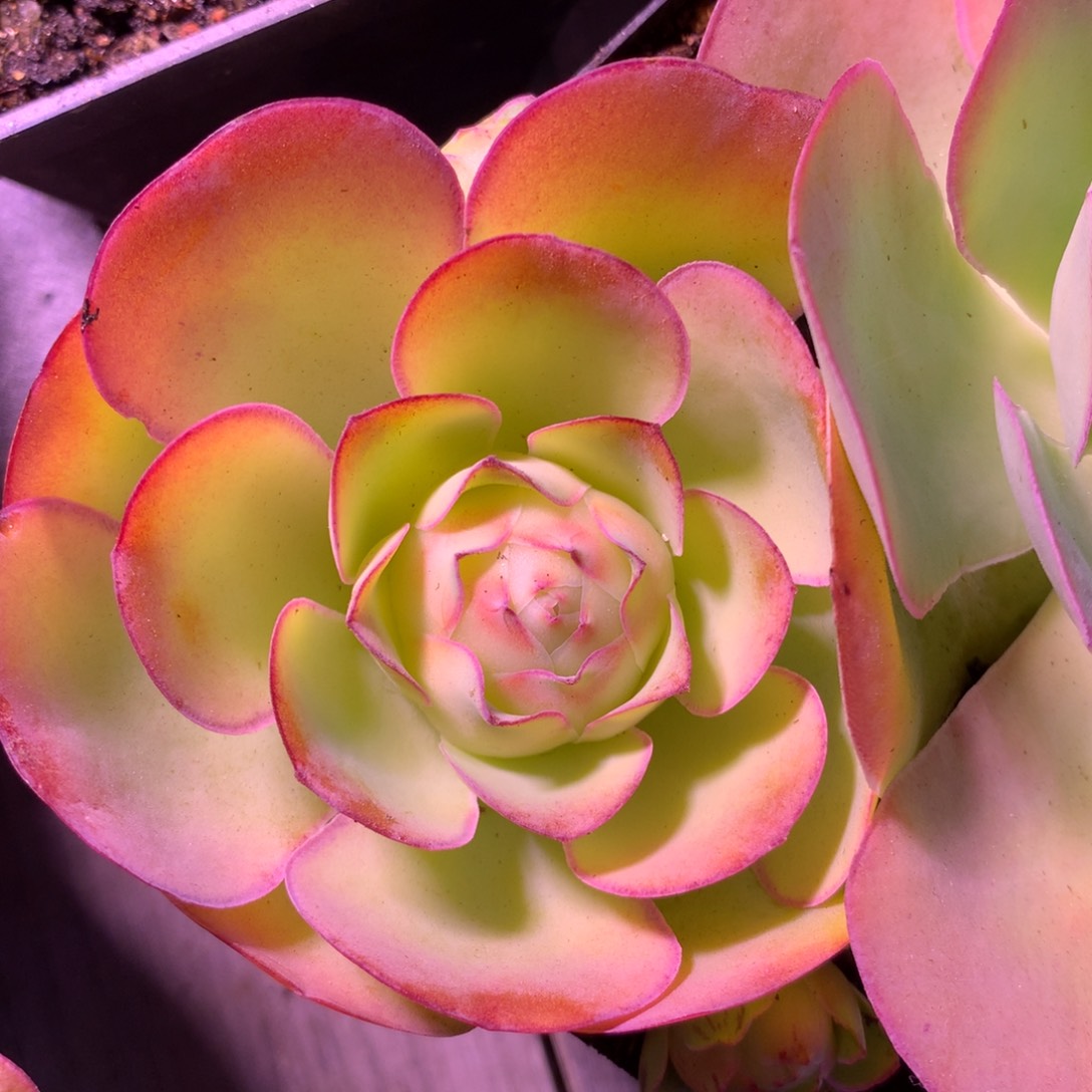 一物一拍仙帕855