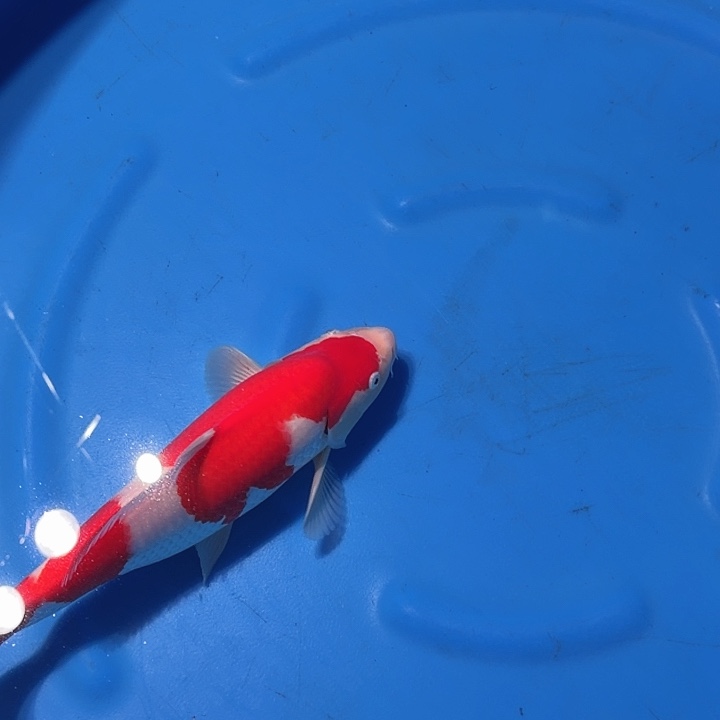 海水鱼红白专拍链接