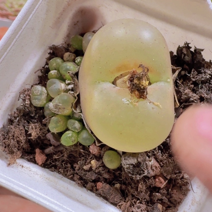 大毛汗尼福利带盆一颗