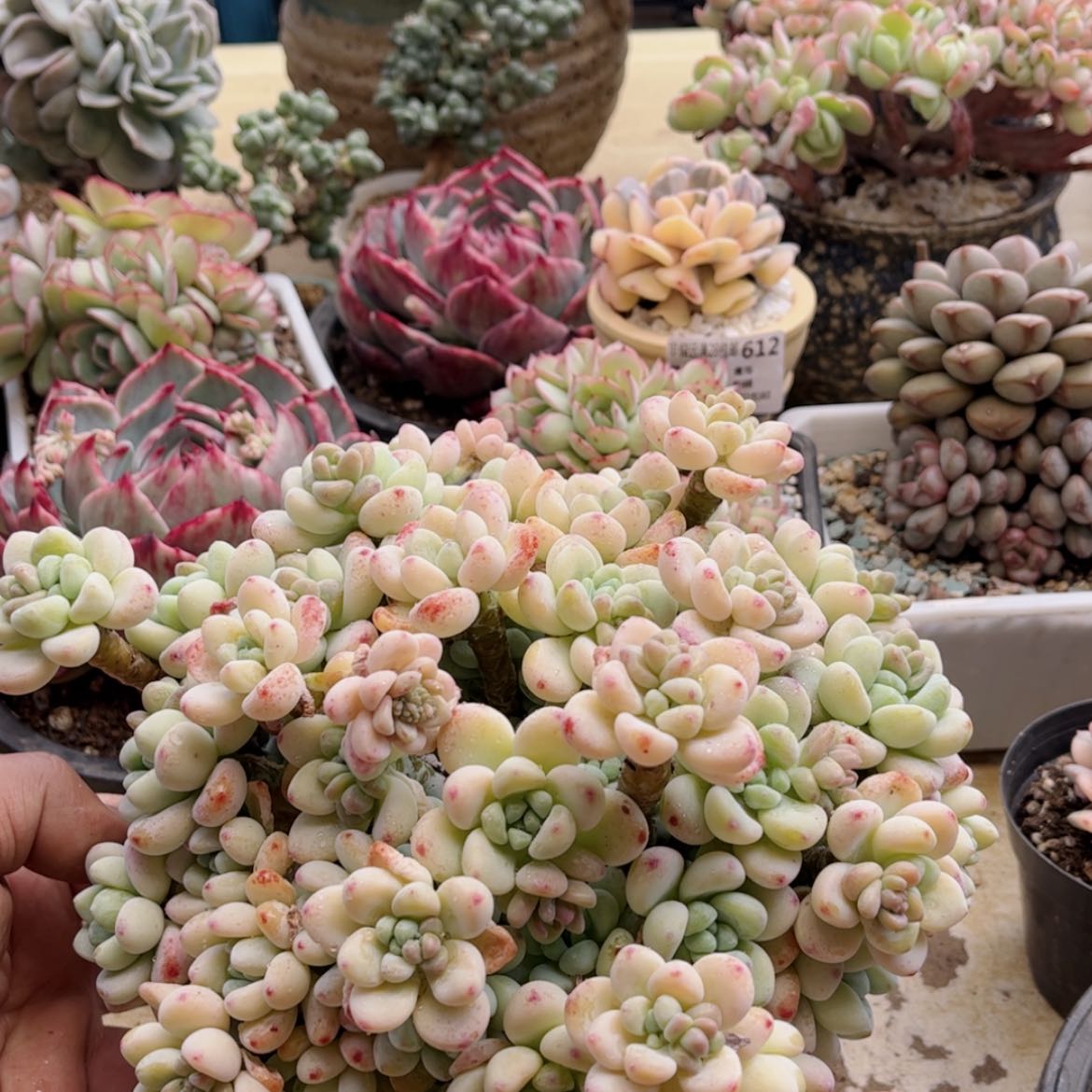 【闪购商品】641罗琦