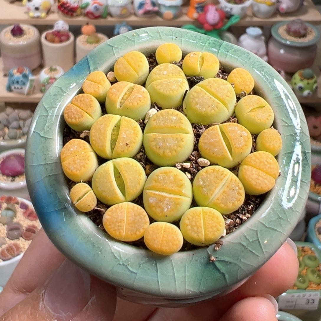 多肉植物41号黄巴黎