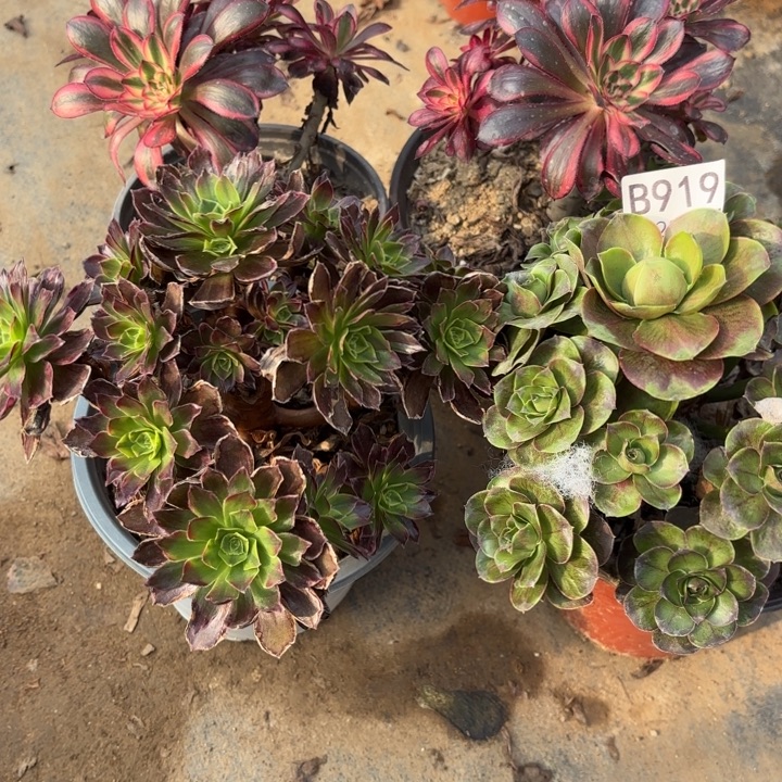 4颗多肉处理不包断头919