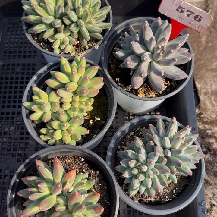 576多肉植物一物一拍