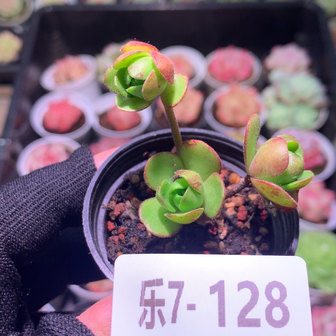 乐然 7-128 橄榄球玫瑰 