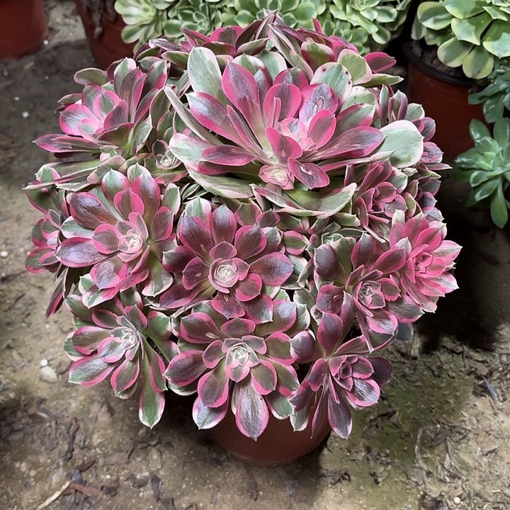 ᰔ***࿐多肉植物粉女郎30