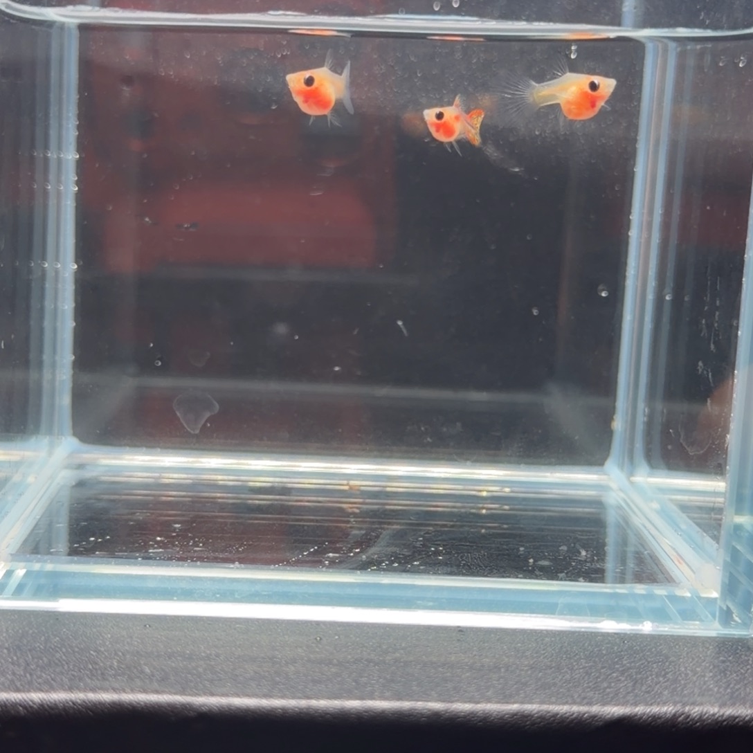 孔雀鱼糖果玻璃猫球体1，公2母